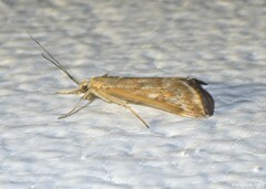 Loxostege munroealis