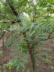 Meliaceae