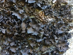 Umbilicaria polyphylla