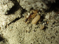 Hypoponera punctatissima