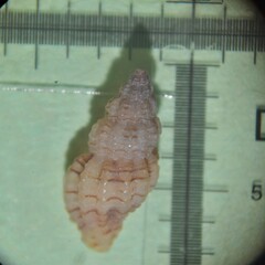 Cyrillia linearis