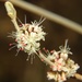Long-stemmed Buckwheat - Photo (c) Jesse Rorabaugh, some rights reserved (CC BY)