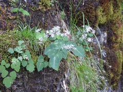 Thalictrum ichangense