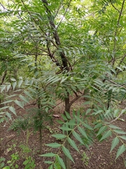 Meliaceae