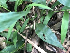 Mantodea