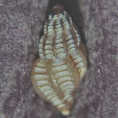 Cyrillia linearis