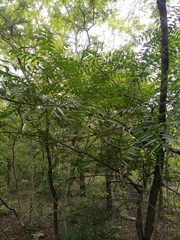 Meliaceae