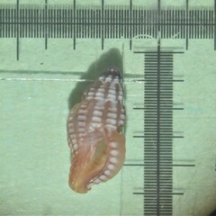 Cyrillia linearis