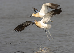 Recurvirostra americana