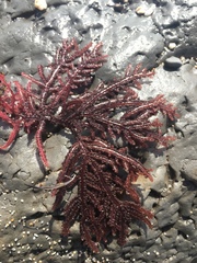 Neoptilota densa