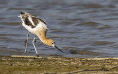 Recurvirostra americana