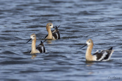 Recurvirostra americana