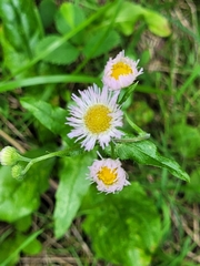 Erigeron philadelphicus philadelphicus