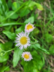 Erigeron philadelphicus philadelphicus