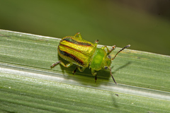 Calomela juncta