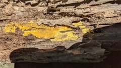 Crustodontia chrysocreas