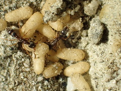 Hypoponera punctatissima