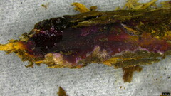 Crustodontia chrysocreas