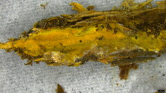 Crustodontia chrysocreas