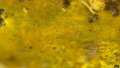 Crustodontia chrysocreas