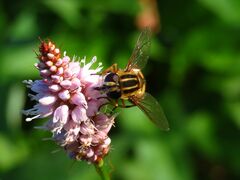 Helophilus pendulus