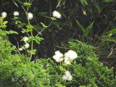 Thalictrum petaloideum