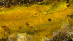 Crustodontia chrysocreas