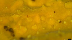 Crustodontia chrysocreas