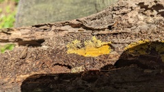 Crustodontia chrysocreas