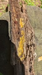 Crustodontia chrysocreas