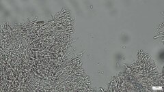 Crustodontia chrysocreas