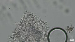 Crustodontia chrysocreas