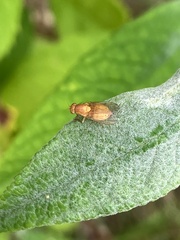 Sapromyzosoma quadripunctata