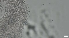 Crustodontia chrysocreas