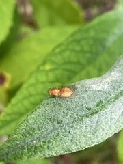 Sapromyzosoma quadripunctata