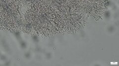 Crustodontia chrysocreas