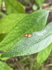 Sapromyzosoma quadripunctata