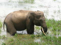 Elephas maximus sumatranus