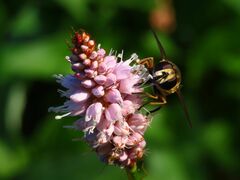 Helophilus pendulus