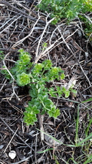 Galium tomentosum