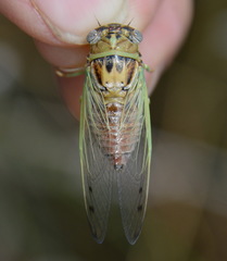 Diceroprocta delicata