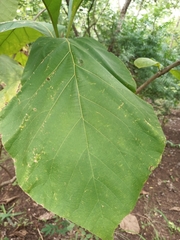 Magnoliopsida