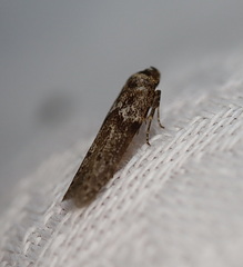 Blastobasis tanyptera