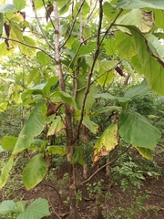 Magnoliopsida