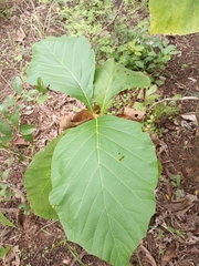 Magnoliopsida