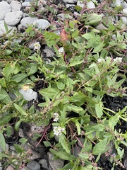 Cakile arctica