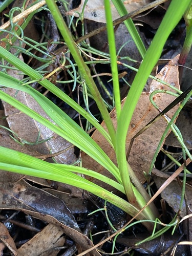 Image of Caesia micrantha by (c) Thomas Mesaglio, some rights reserved (CC BY)