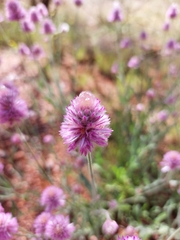 Ptilotus helipteroides