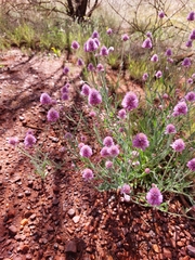 Ptilotus helipteroides