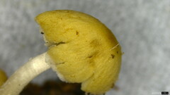 Psathyrella
